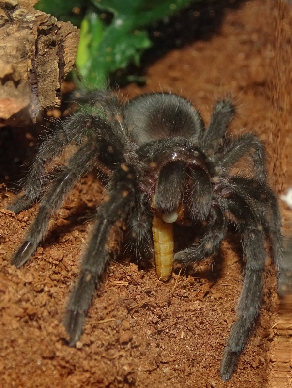 G. pulchra