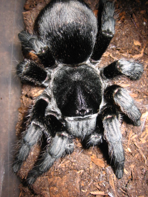 G. pulchra