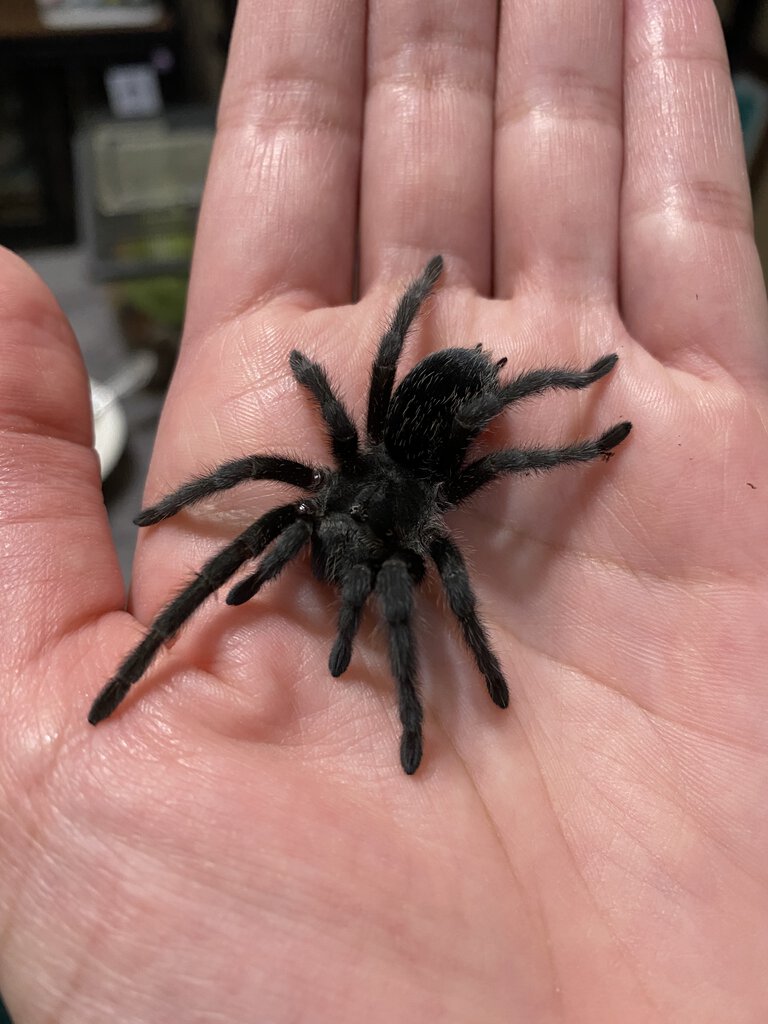 G. pulchra?