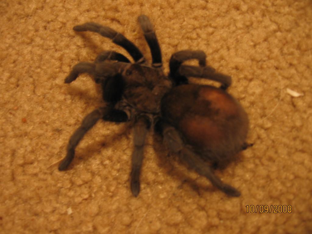 G. Pulchra