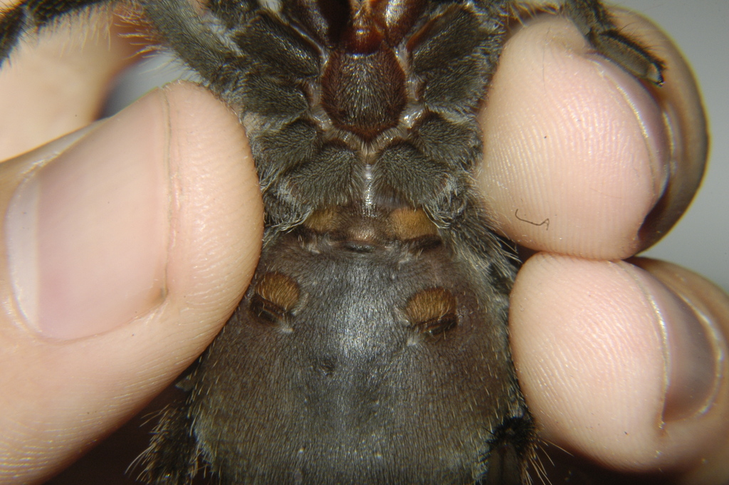 G.pulchra