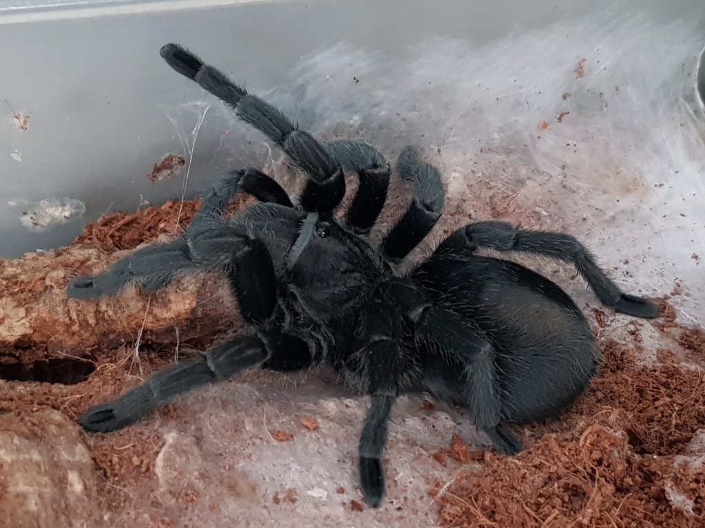 G. Pulchra's new clothes