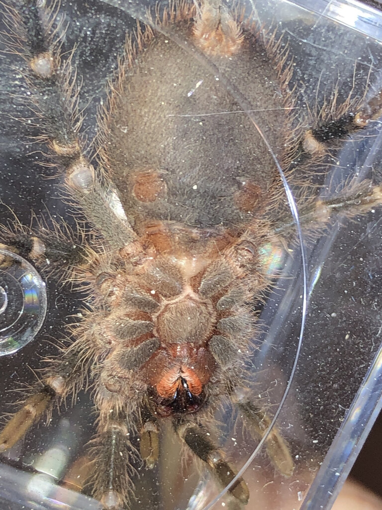 G. pulchripes 1” DLS