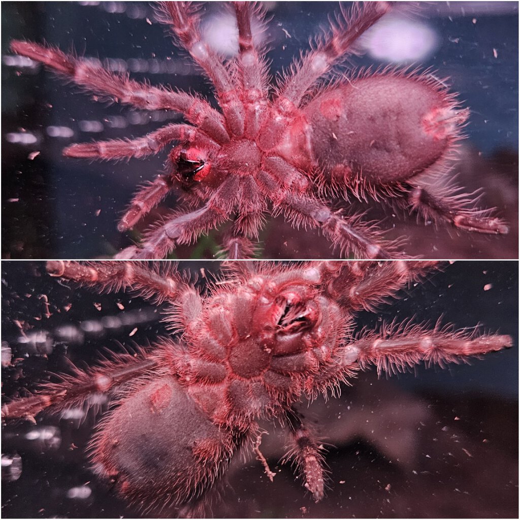 G. Pulchripes ~2.5in