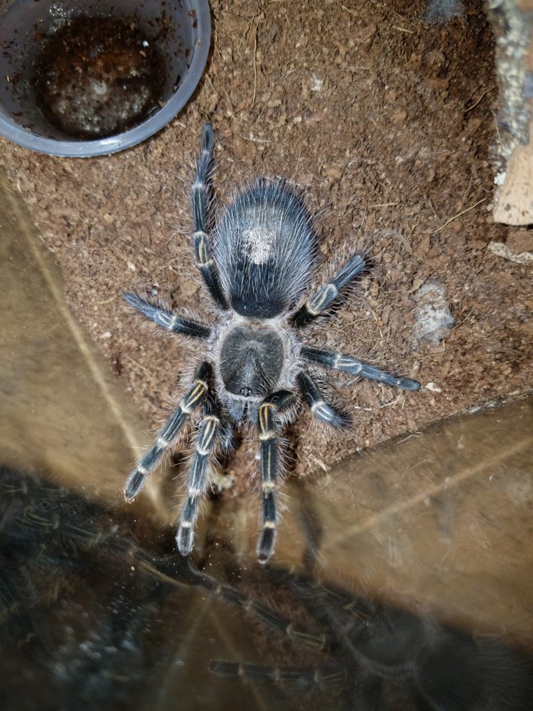 G. pulchripes 3" female