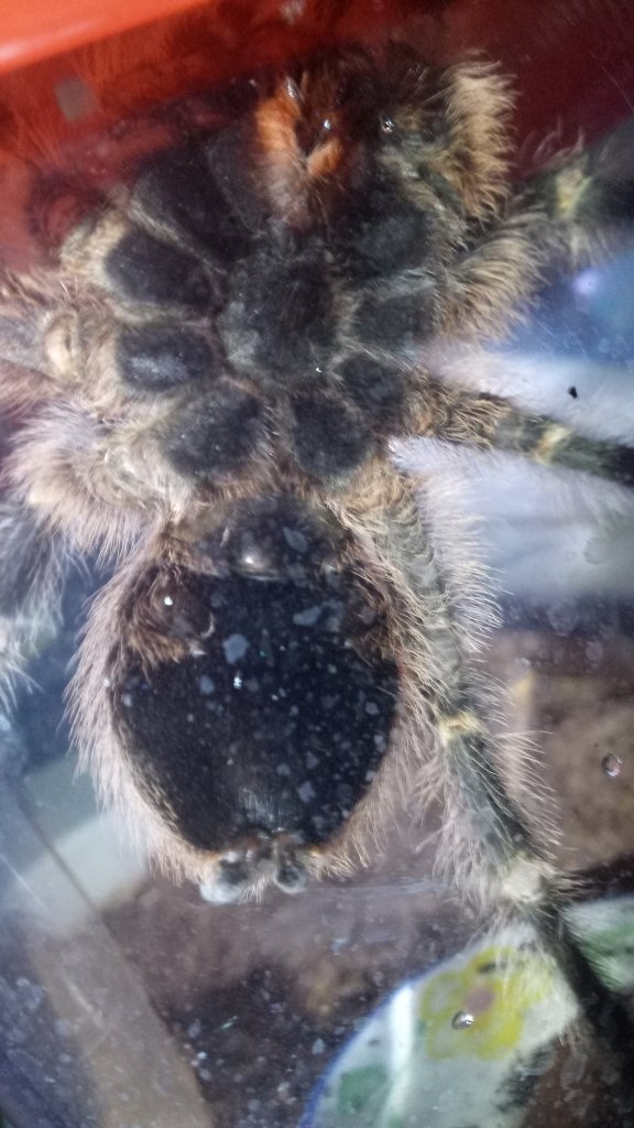 G. pulchripes 4-5in