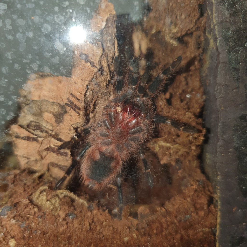 G. Pulchripes 5 cm [2/2]