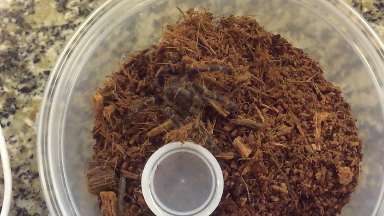 G. pulchripes about to crunch a mealworm