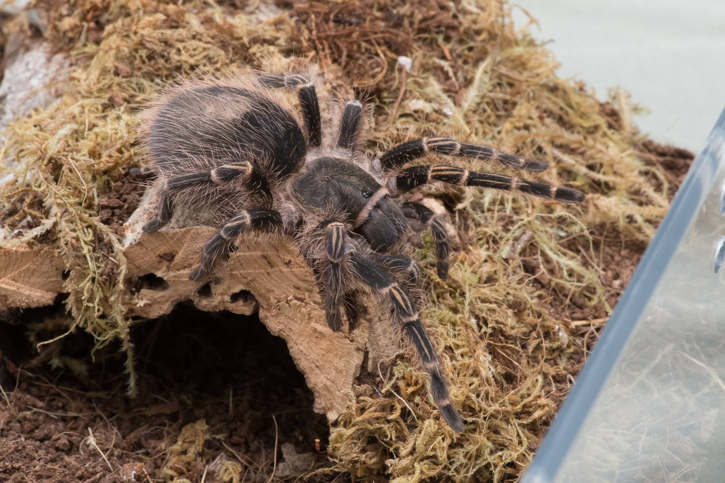 G. pulchripes eating report