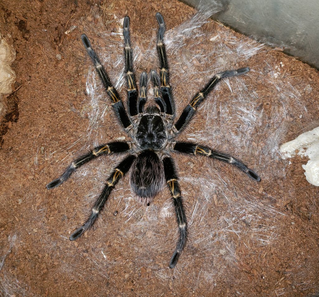 G. pulchripes Final Form...