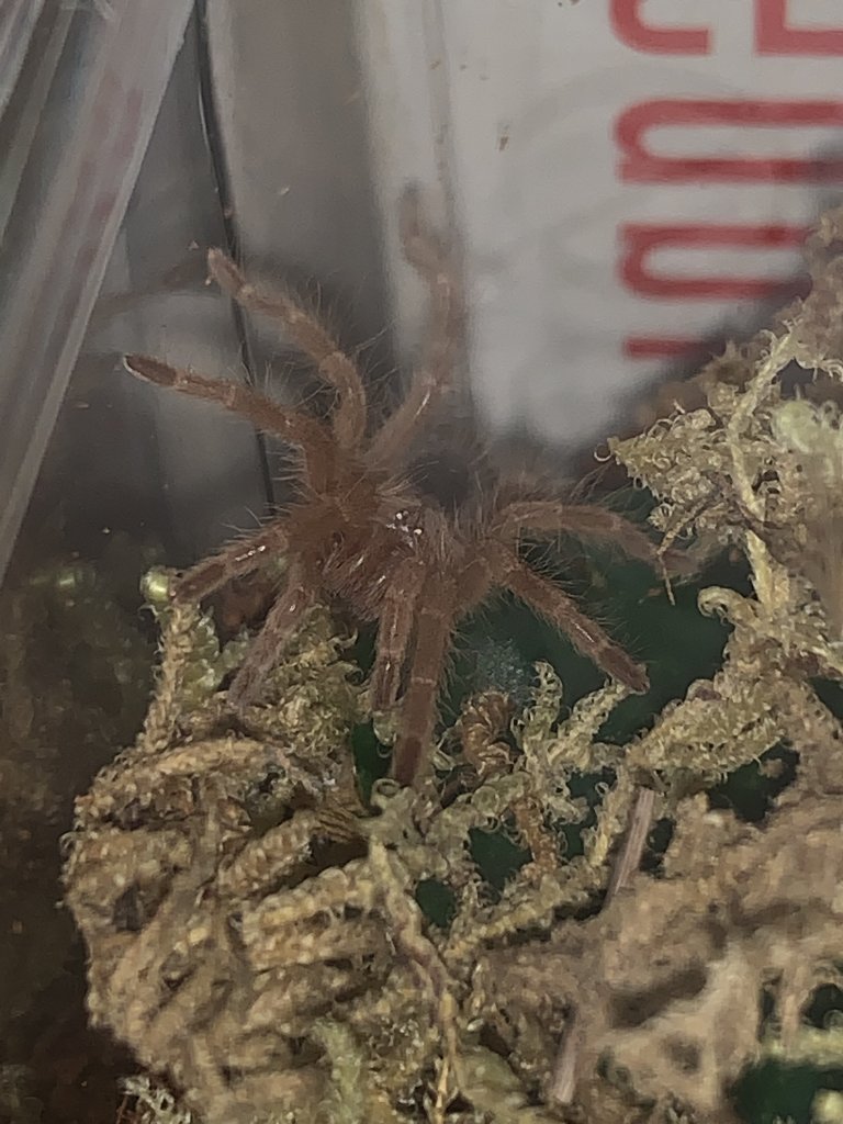 G. Pulchripes First Night Close Up