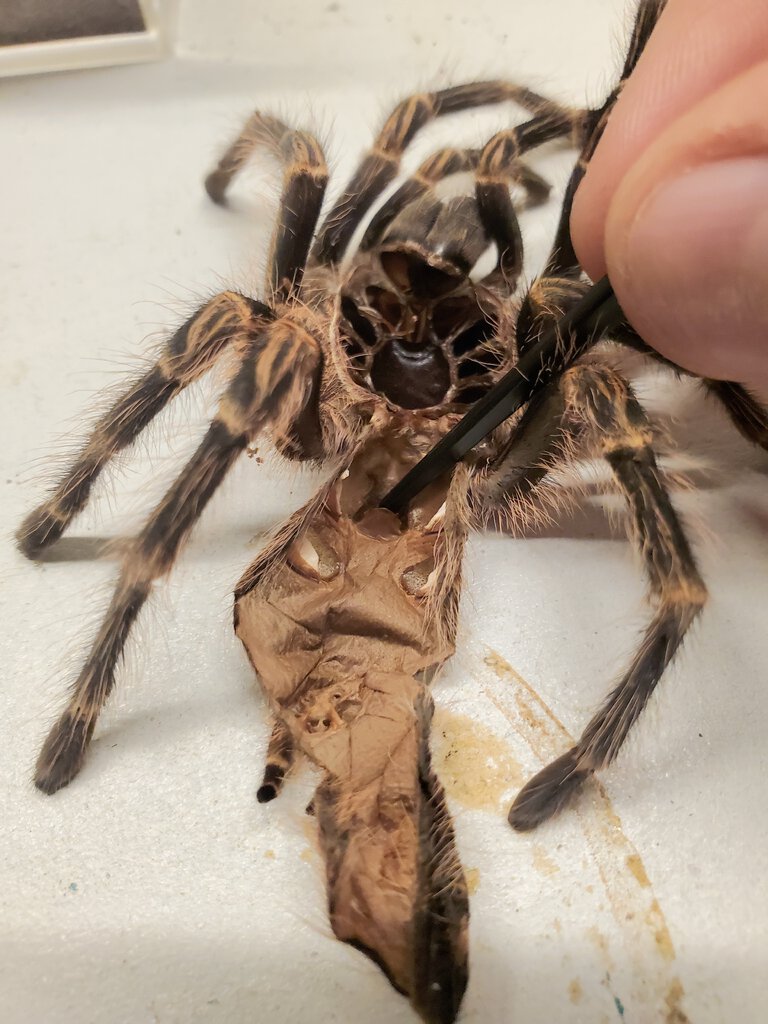 G. Pulchripes - First Time Sexing a Molt