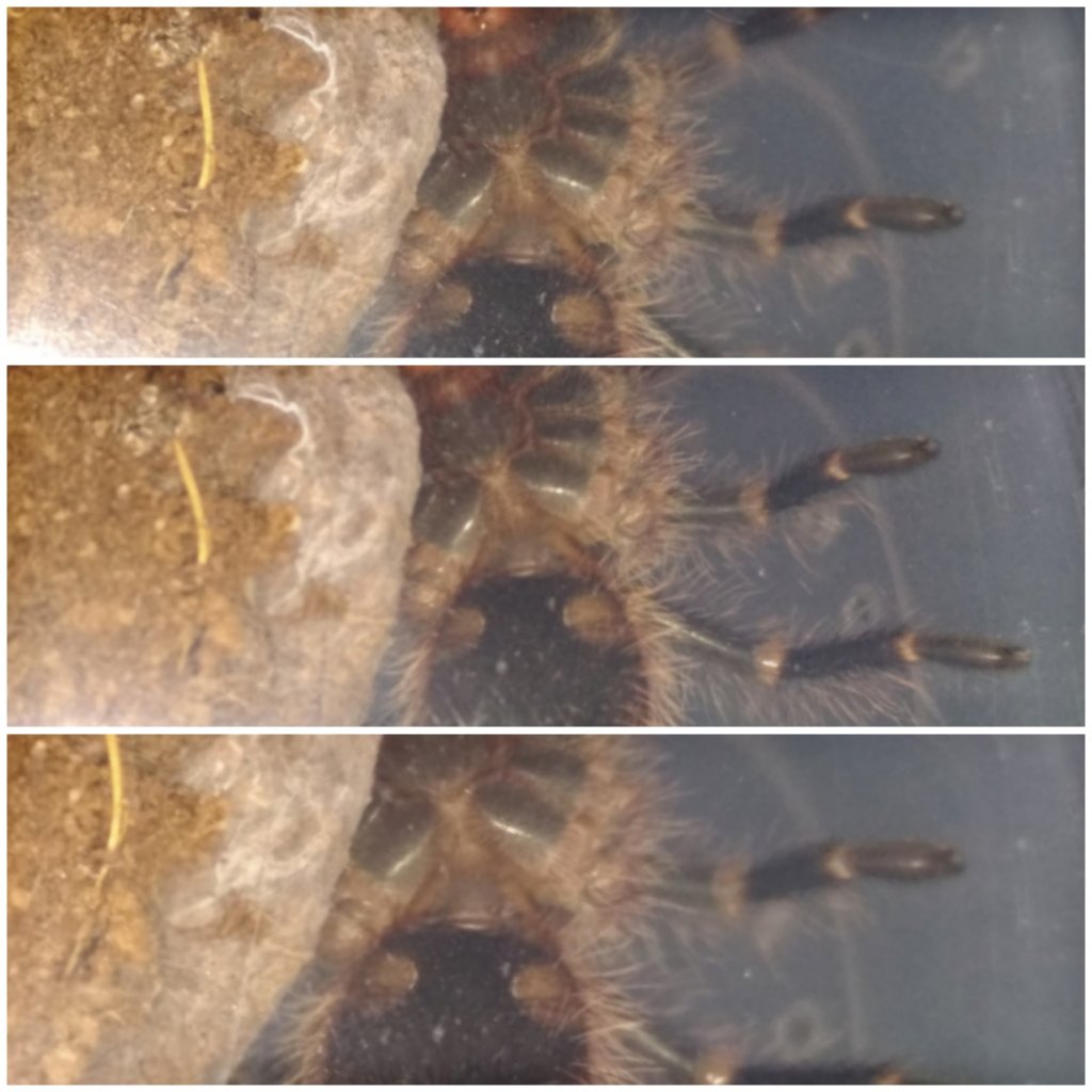 G pulchripes Gender help