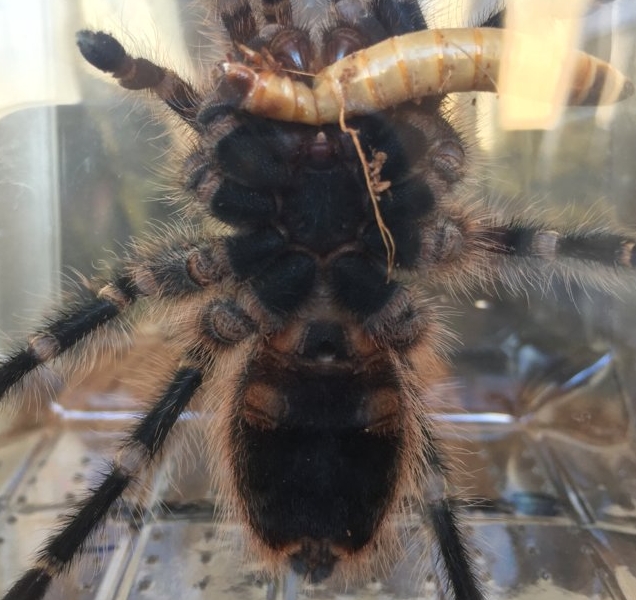 G. Pulchripes help me sex this 3" specimen please!