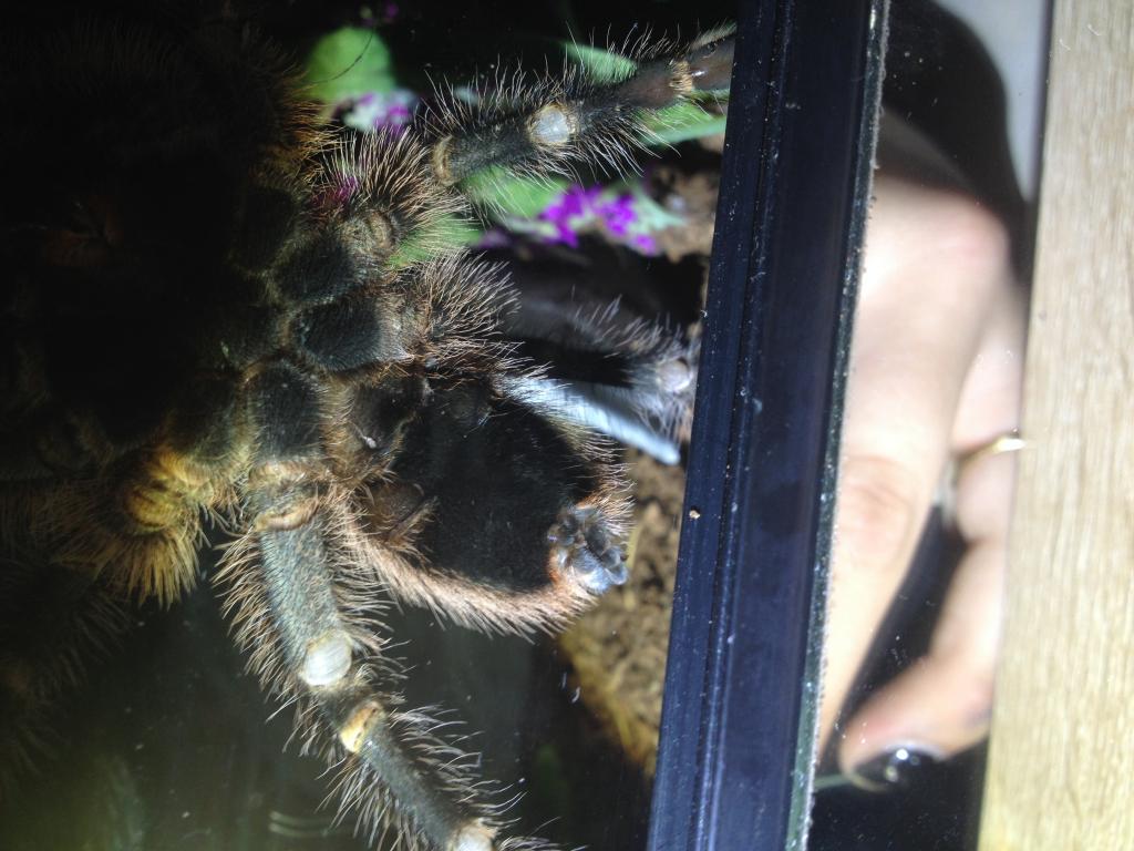 G. Pulchripes im sure its male