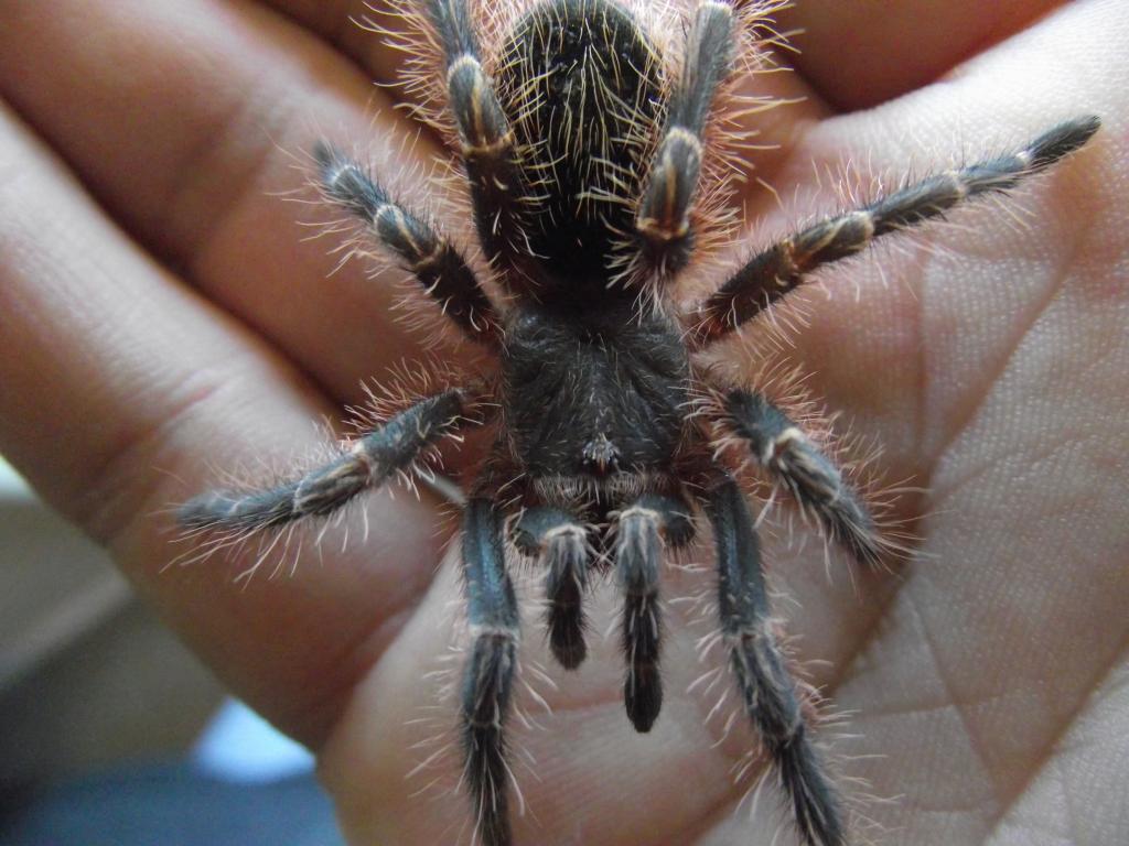 G. Pulchripes in a good mood