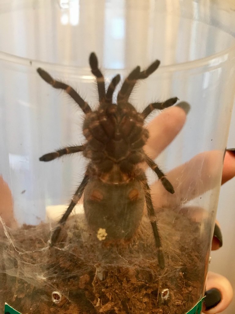 G pulchripes - Is it too soon to tell? (no. 2)