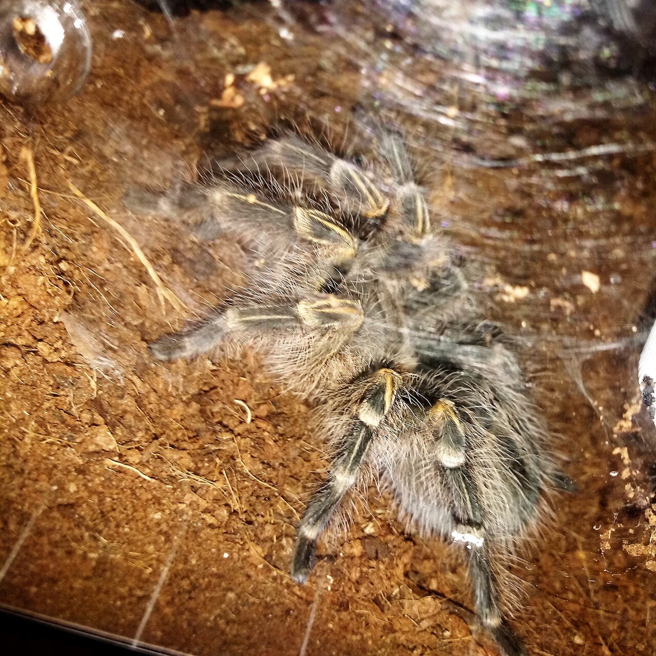 G. pulchripes.jpg