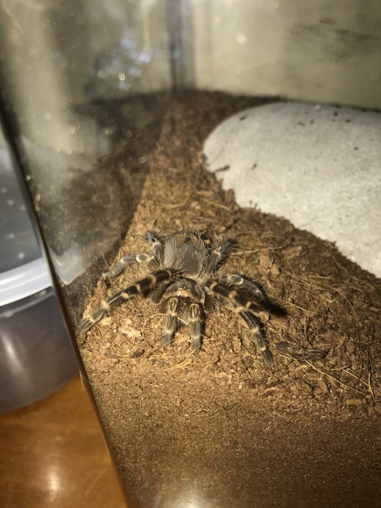 G. Pulchripes juvenile. Arachnoboards