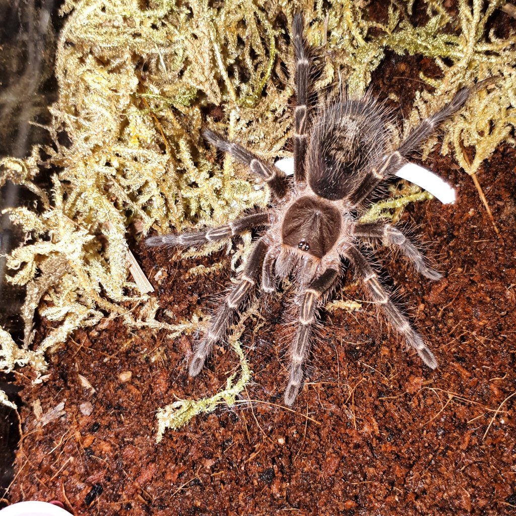 G. pulchripes juvie 0.0.1