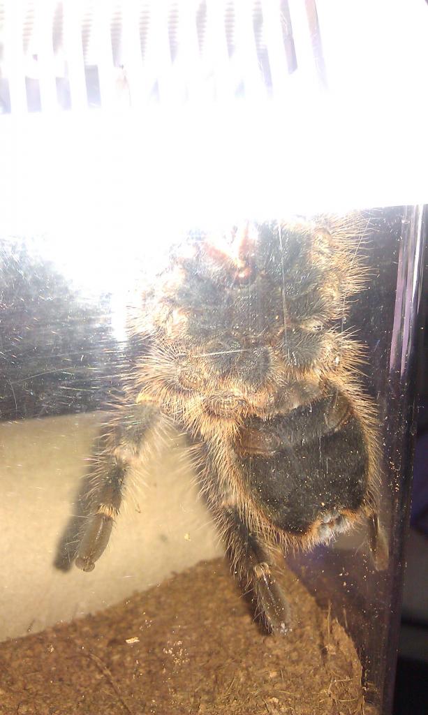 G. Pulchripes: M/f?