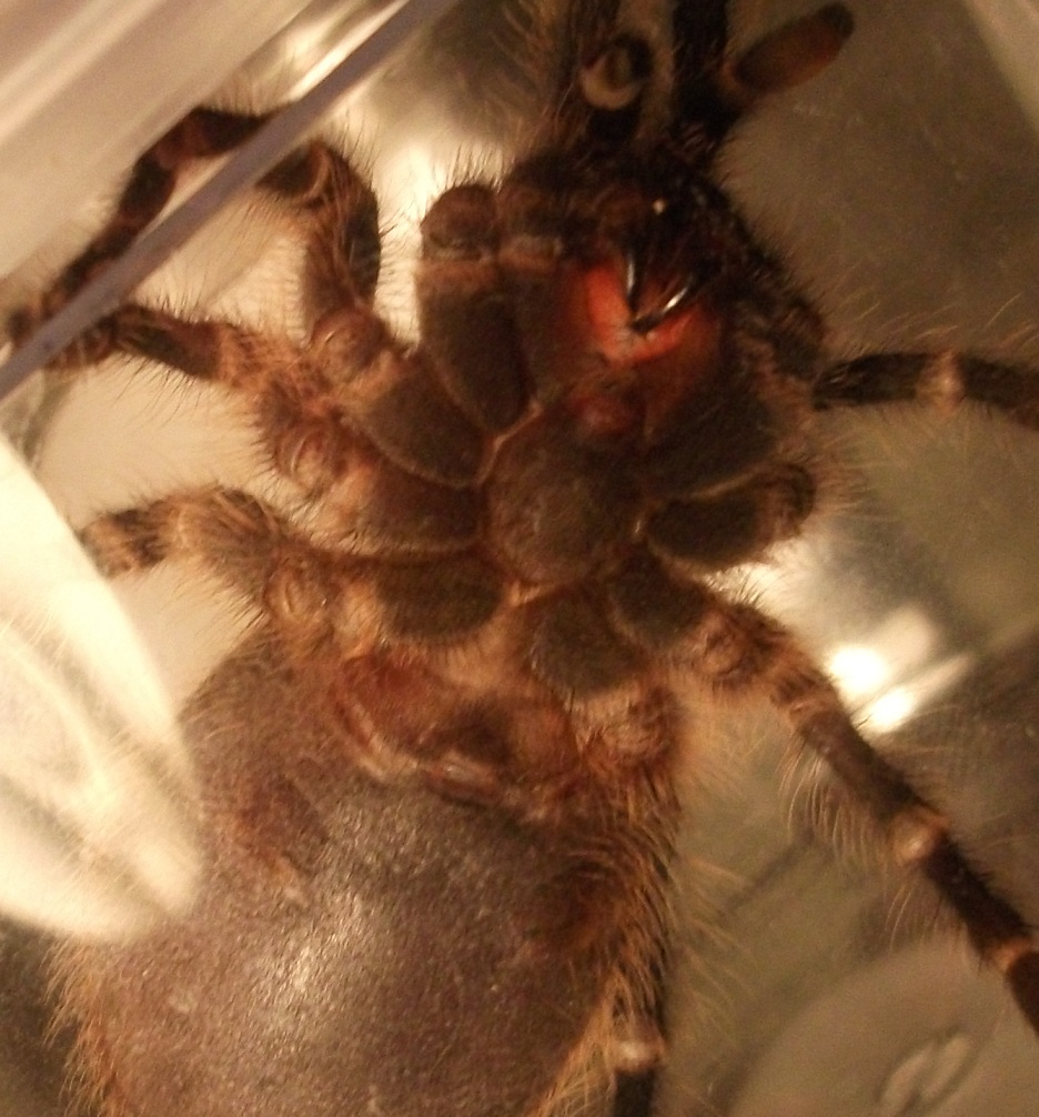 G. Pulchripes M/f?