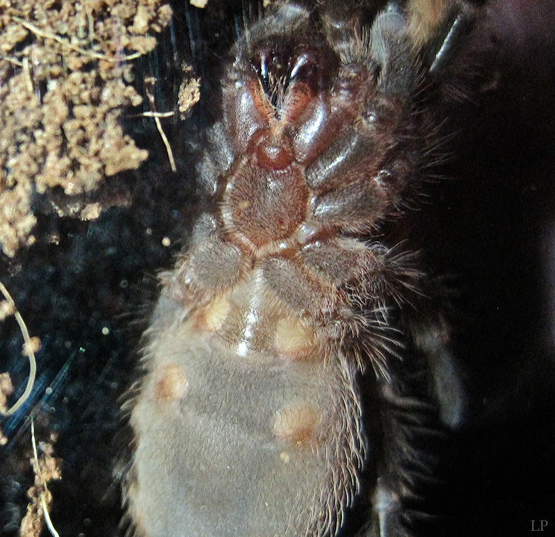 G. pulchripes - m/f?