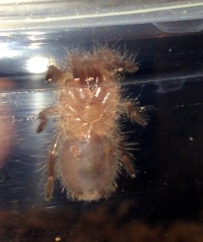 G. pulchripes M or F?