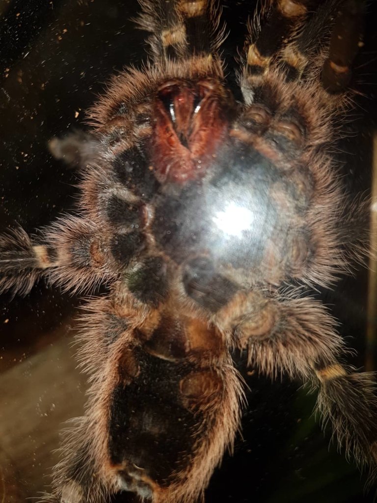 G. Pulchripes Male or Female Arachnoboards