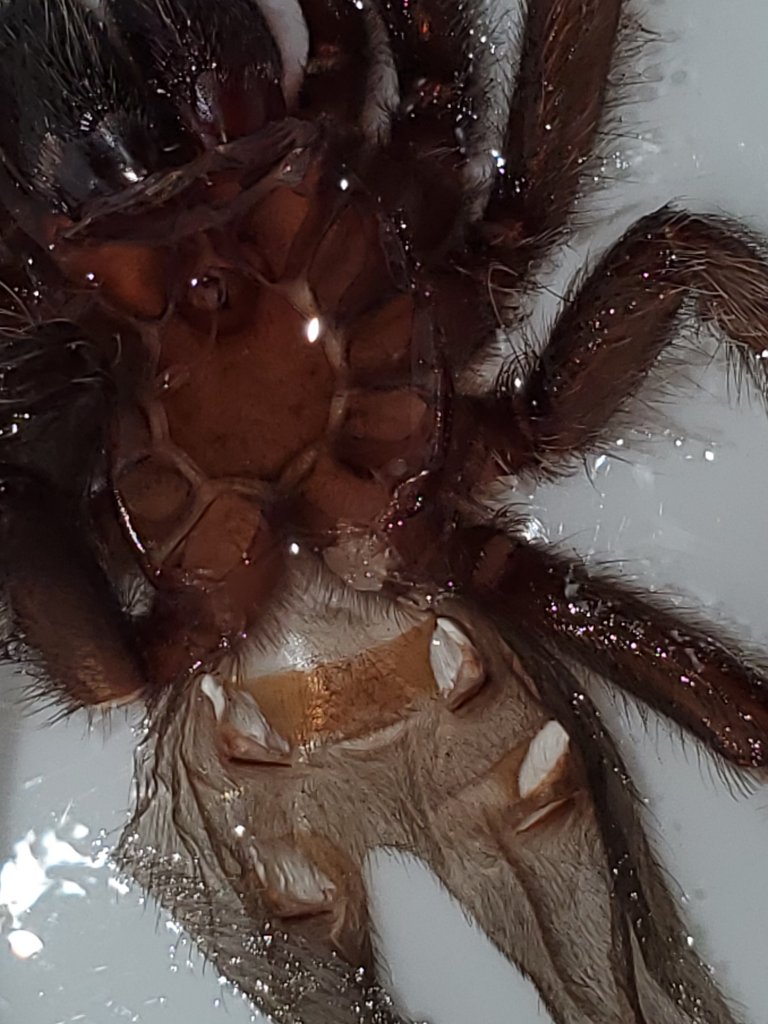 G.Pulchripes Male or Female?