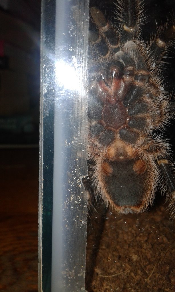 G. pulchripes male?