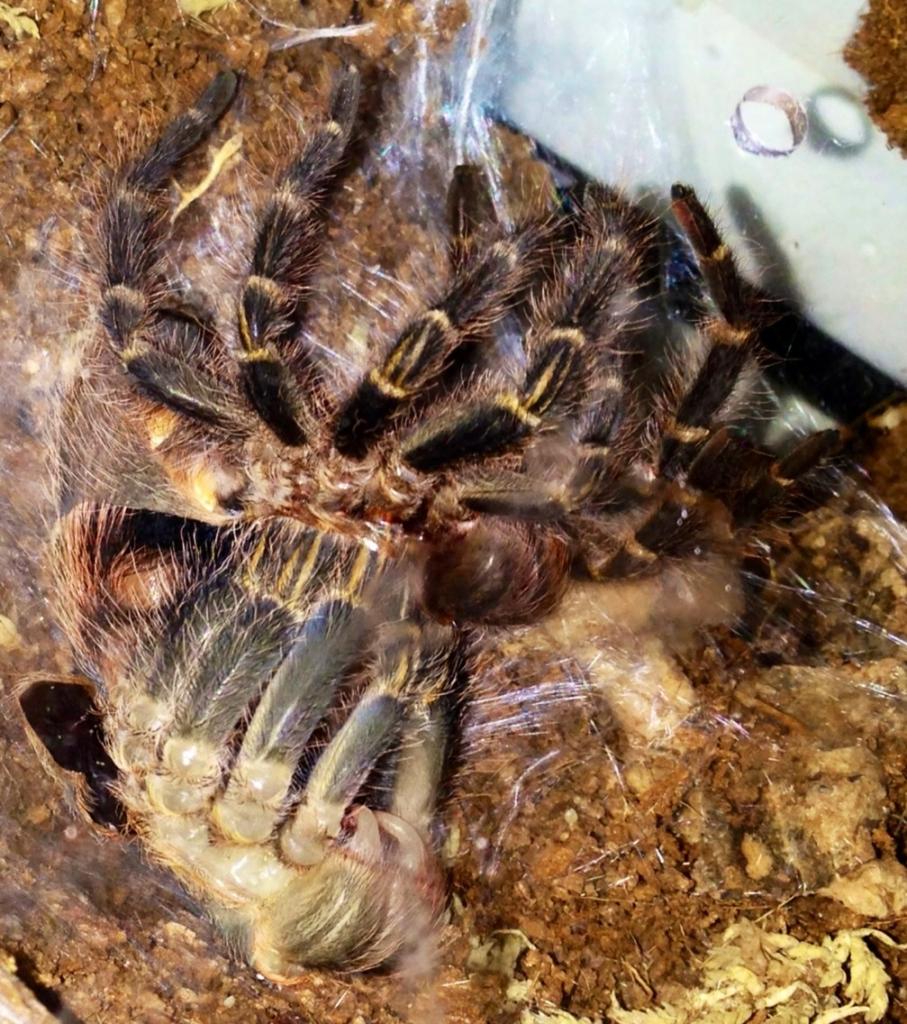 G. pulchripes molt