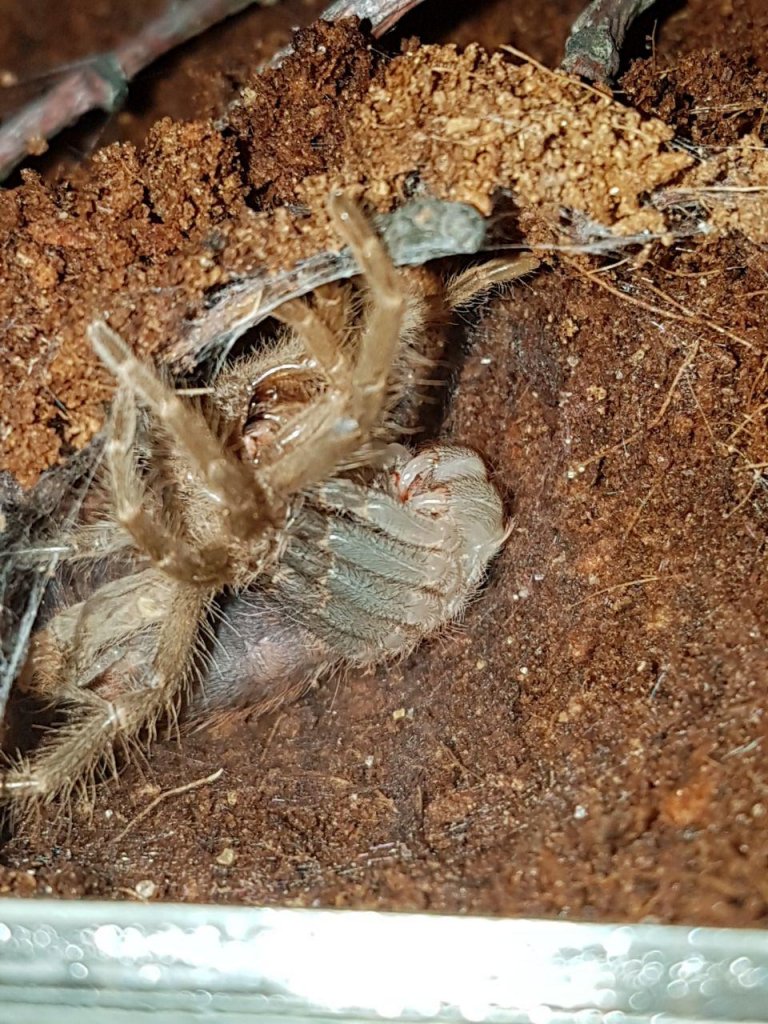 G. pulchripes molting
