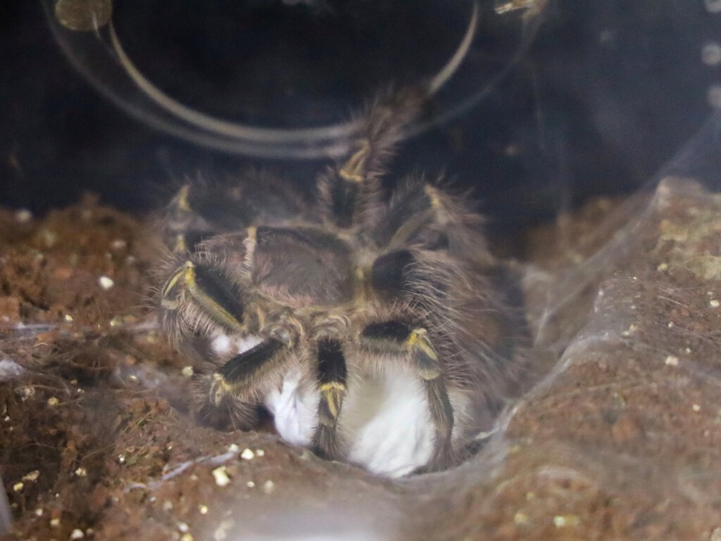 G. pulchripes momma to be!