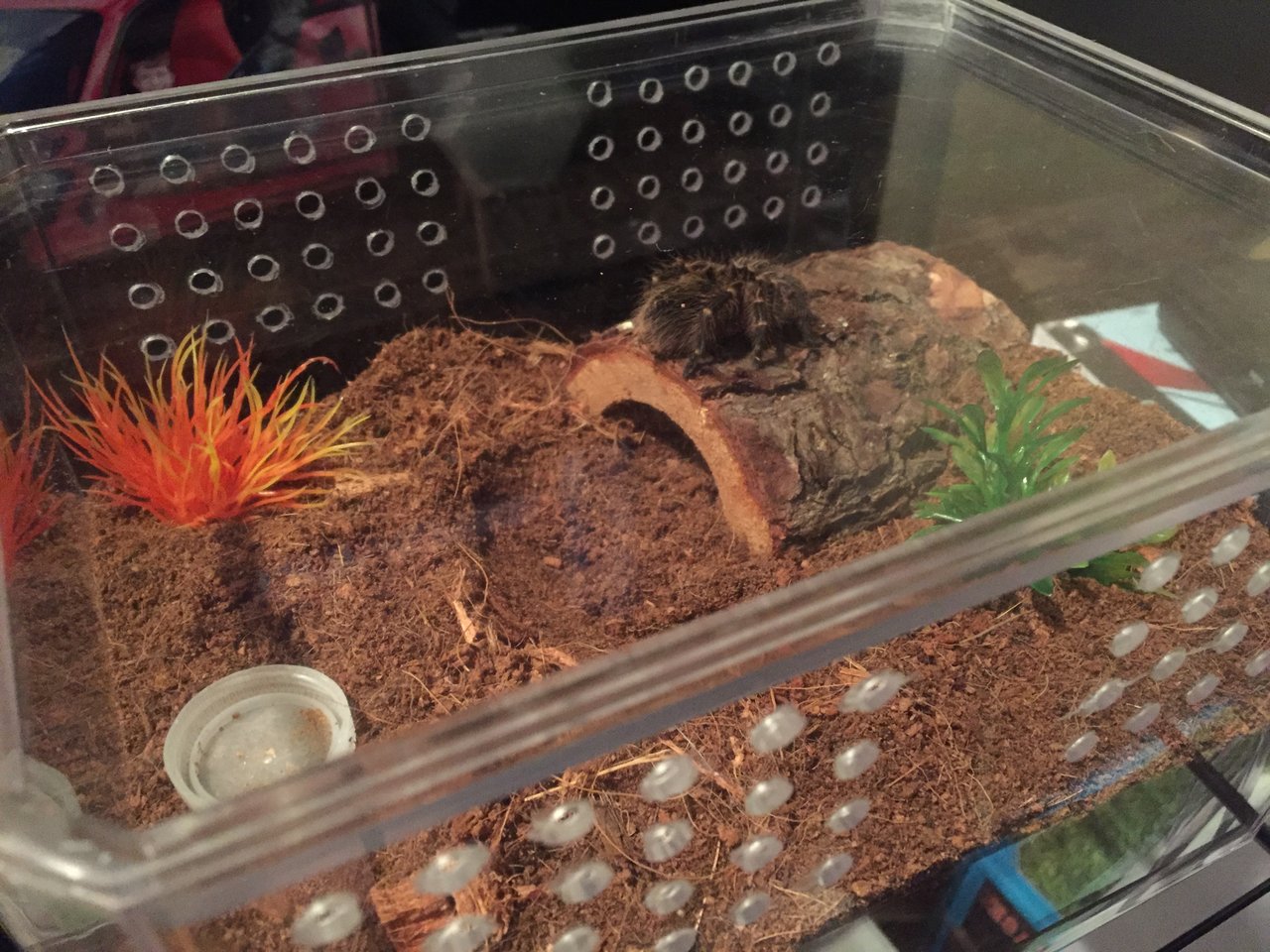 G.pulchripes new home