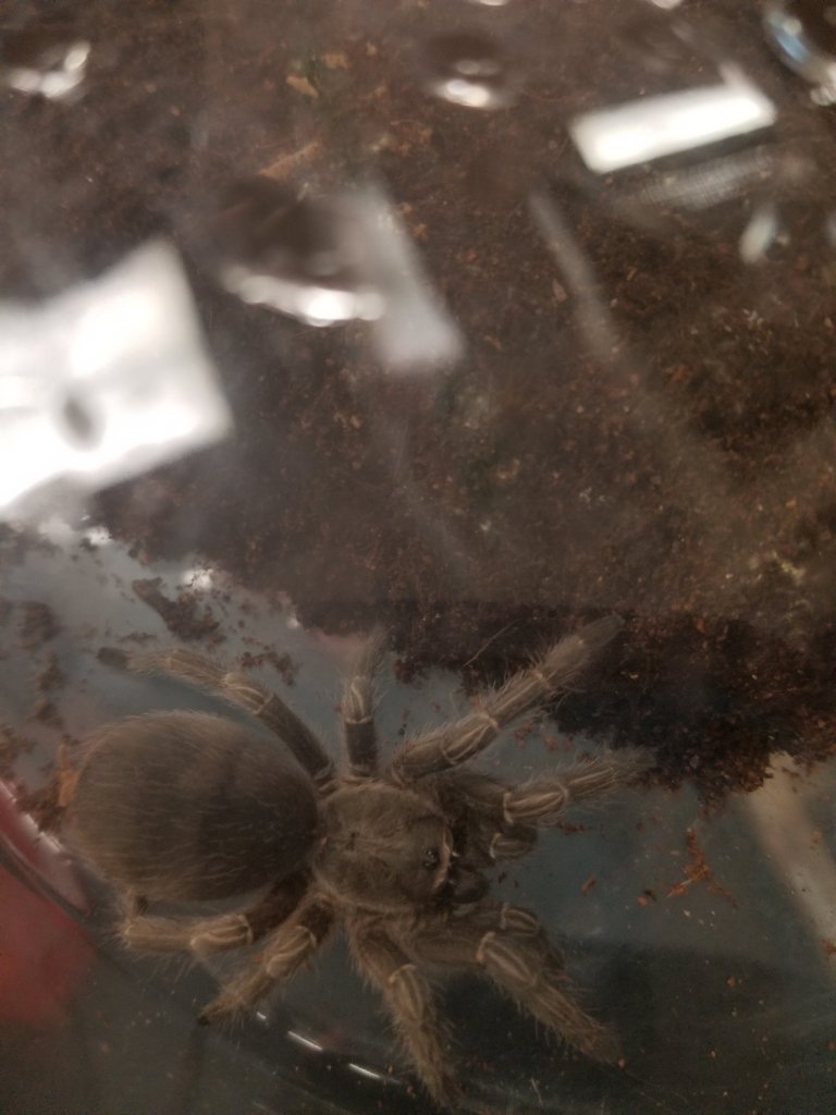 G. pulchripes or A. seemanni?