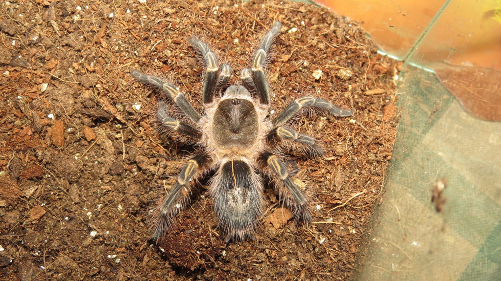 G. Pulchripes or E. Campestratus?