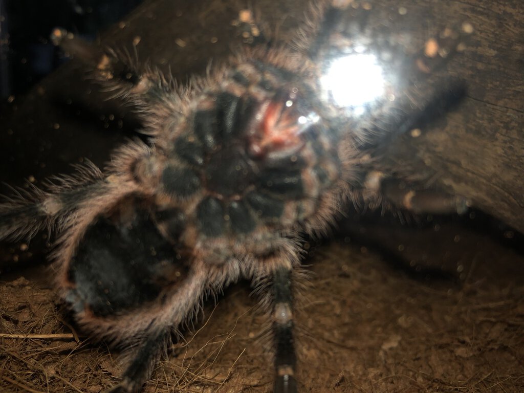 G.Pulchripes.sexPic.jpg