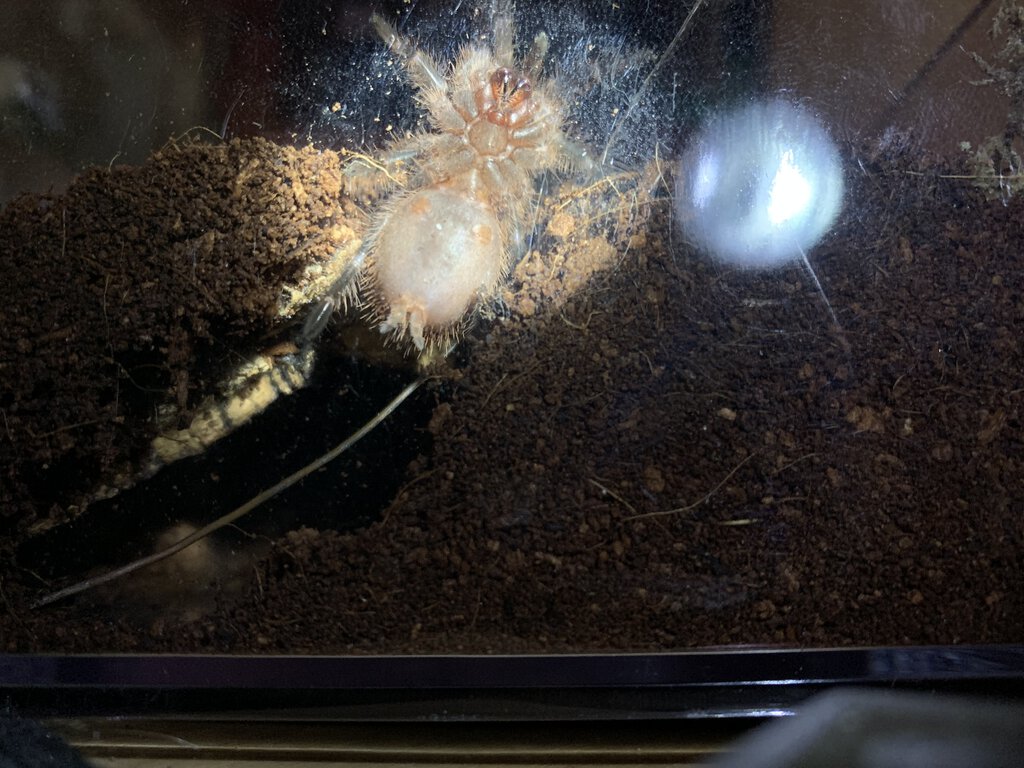 G. pulchripes sling 2.75in