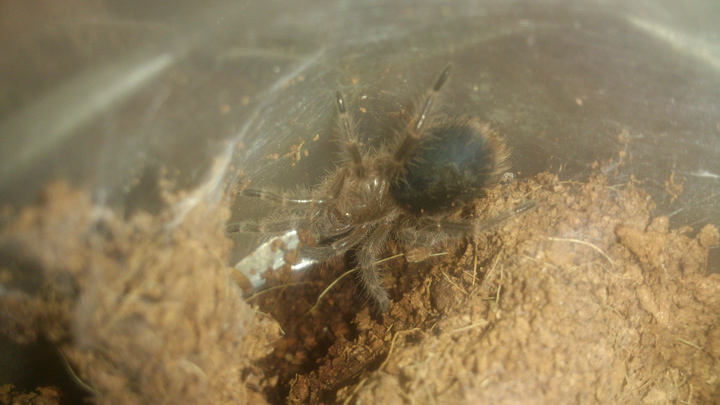 G. pulchripes sling in premolt