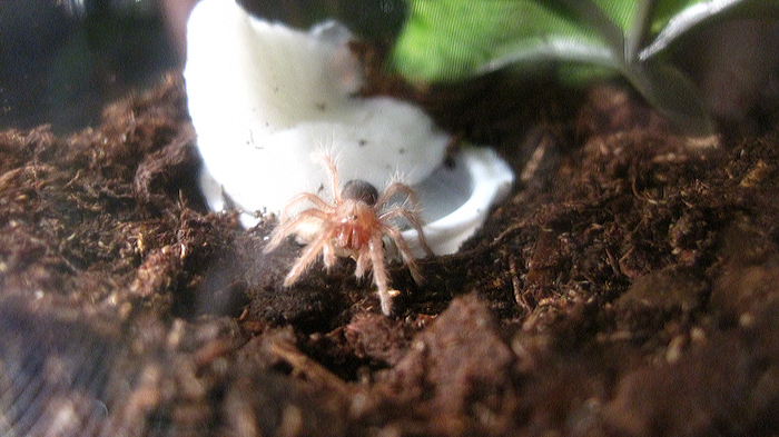 G. pulchripes sling