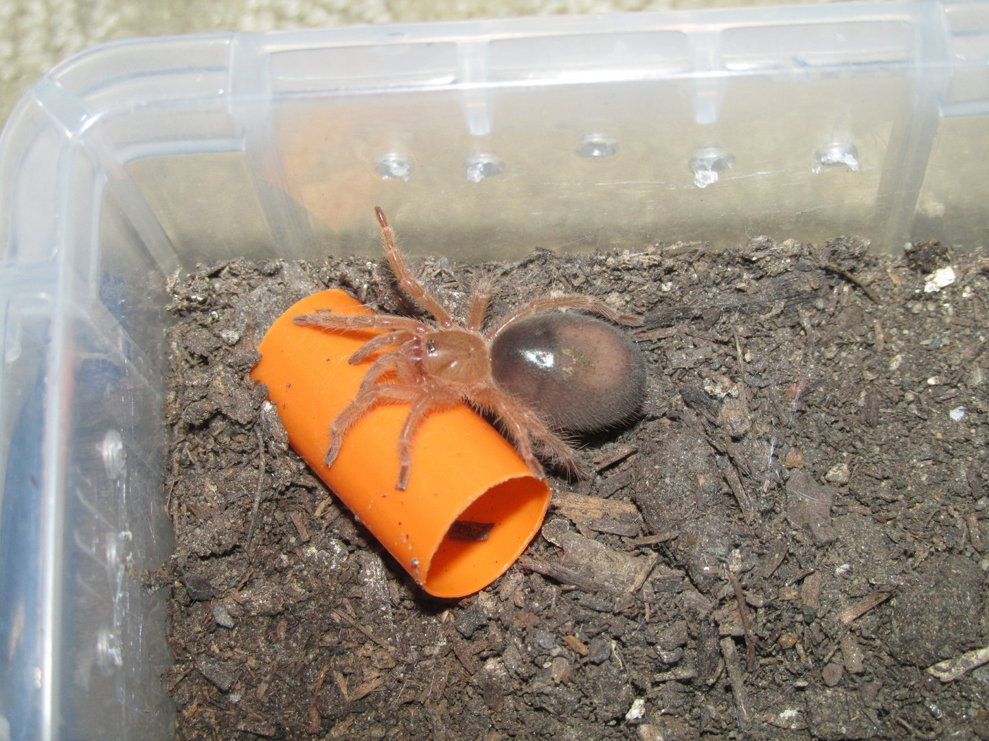 G. pulchripes sling