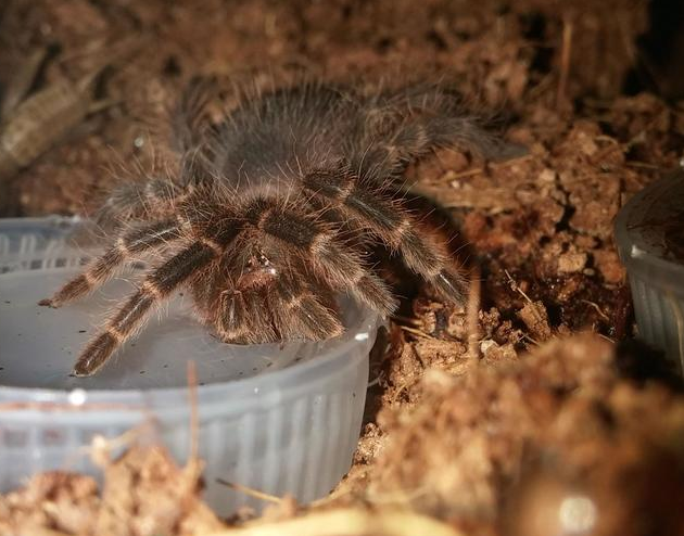 G. pulchripes sling