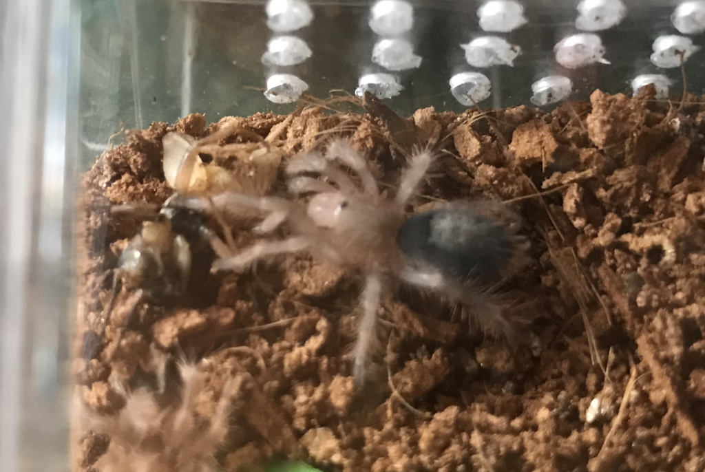 G. Pulchripes Sling