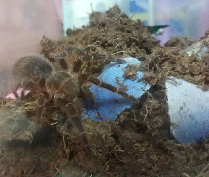 G. pulchripes sling