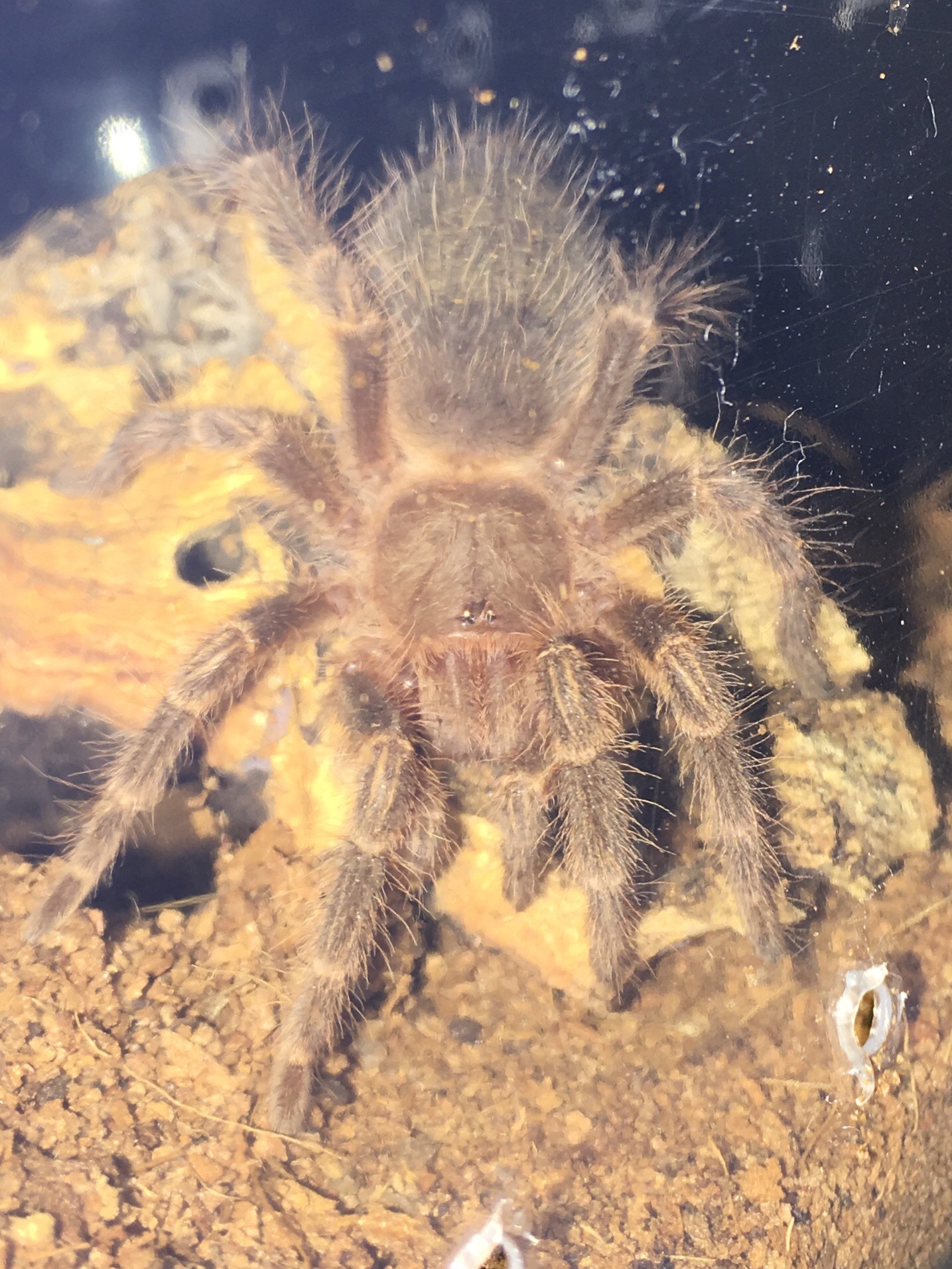 G. pulchripes sling