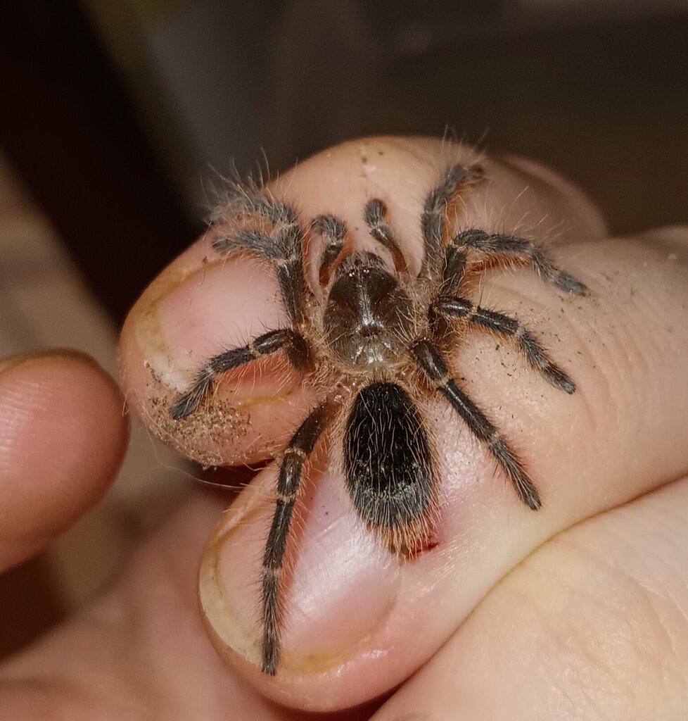 G. pulchripes sling