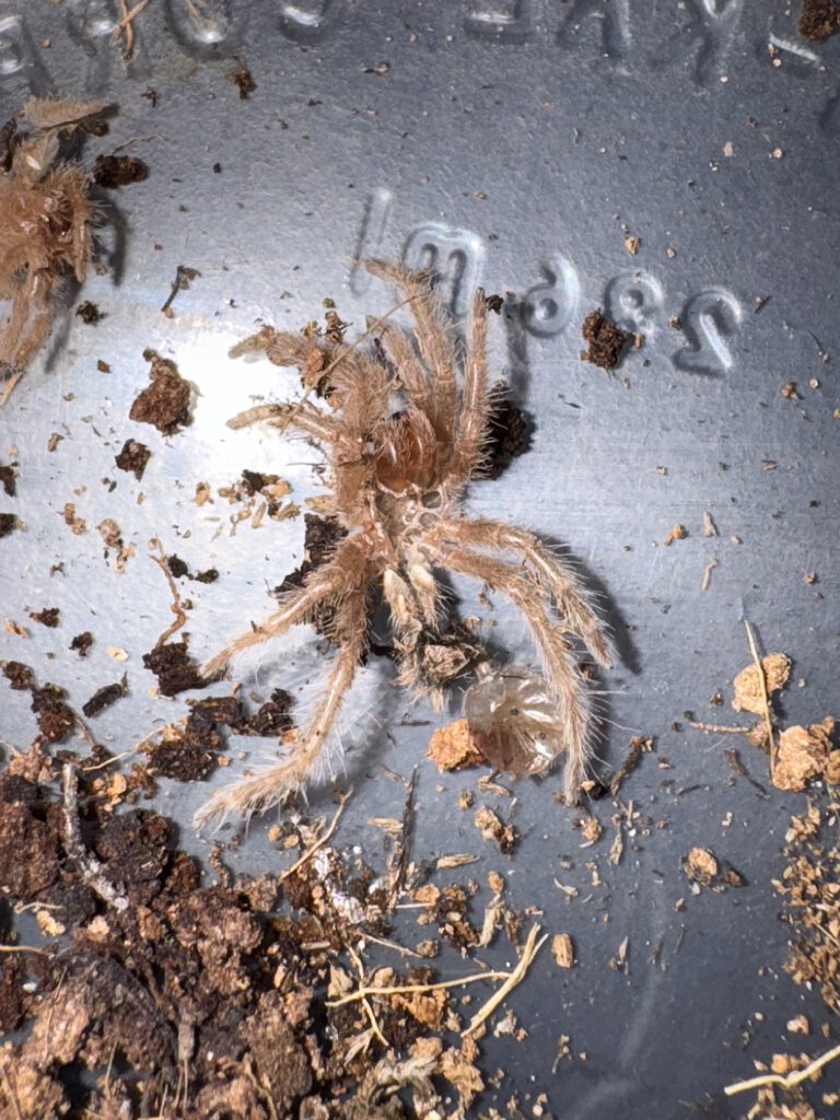 G Pulchripes Sling