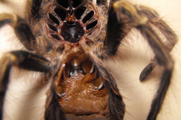 G. pulchripes Thinking its a female