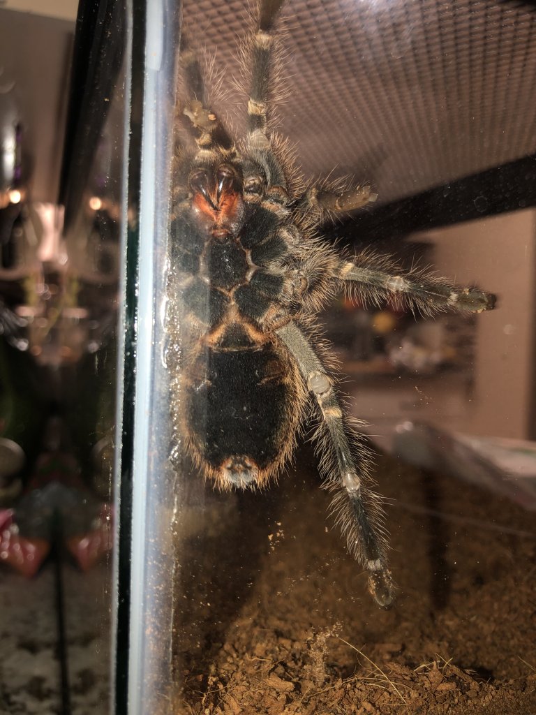 G.Pulchripes.(Ventral Sexing)